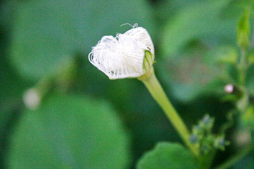 夕闇の迫るころ膨らんでくる蕾
