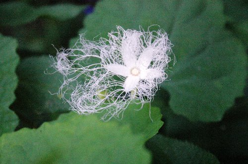 見る見るうちに開く花