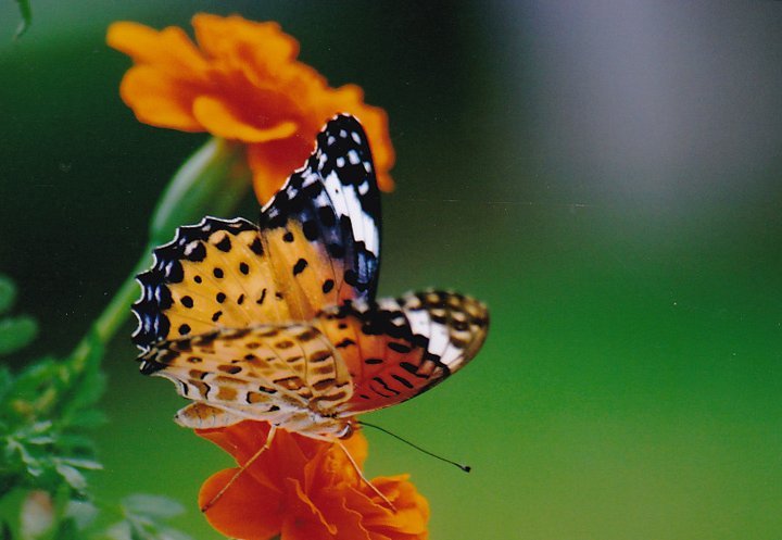 マリーゴールドと褄黒豹紋蝶(ﾂﾏｸﾞﾛﾋｮｳﾓﾝﾁｮｳ)