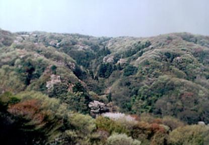 桜と芽吹く山々