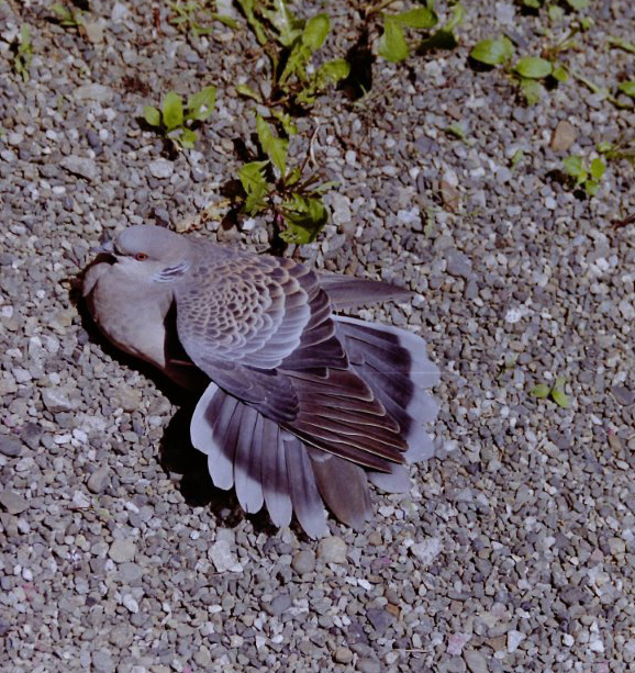 日向ぼっこのキジ鳩